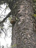 Fomitopsis officinalis image