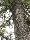 Fomitopsis officinalis image