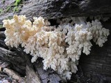Hericium abietis image