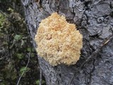 Hericium abietis image