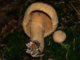 Chroogomphus tomentosus image