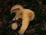 Chroogomphus tomentosus image