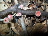 Microstoma floccosum image