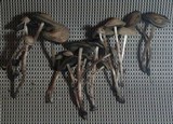 Panaeolus cinctulus image