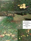 Suillus americanus image