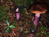 Cortinarius vanduzerensis image