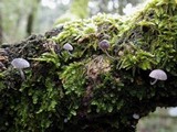 Mycena pseudocorticola image