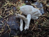 Tricholoma scalpturatum image