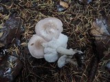 Tricholoma scalpturatum image