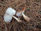 Rhodocollybia butyracea image