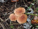 Tricholoma vaccinum image