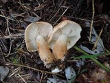 Tricholoma vaccinum image