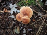 Tricholoma vaccinum image