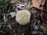 Hygrophorus agathosmus image