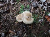 Hygrophorus agathosmus image
