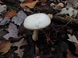 Leccinum holopus image