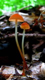 Marasmius sullivantii image