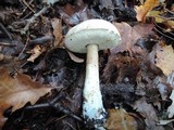 Leccinum holopus image