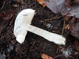 Leccinum holopus image