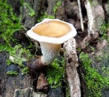 Polyporus guianensis image