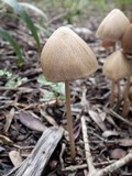 Parasola conopilea image