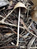 Parasola conopilea image
