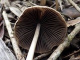 Parasola conopilea image
