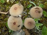 Parasola auricoma image