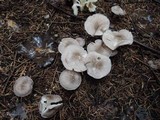 Tricholoma scalpturatum image