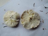 Tricholoma scalpturatum image