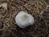 Tricholoma scalpturatum image
