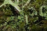 Cladonia ochrochlora image