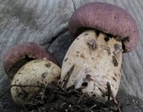 Tylopilus rubrobrunneus image