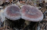 Lactarius corrugis image
