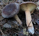 Lactarius corrugis image