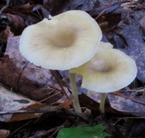 Chrysomphalina strombodes image