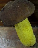 Boletus auripes image