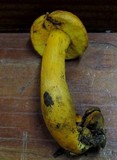 Boletus auripes image