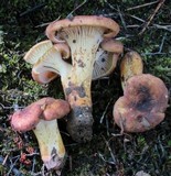 Cantharellus lewisii image
