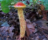 Heimioporus betula image