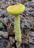Heimioporus betula image