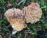 Ramaria gelatinosa image