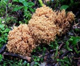 Ramaria gelatinosa image