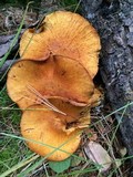 Gymnopilus magnus image