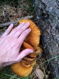 Gymnopilus magnus image