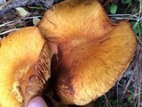 Gymnopilus magnus image