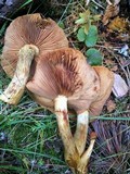 Gymnopilus magnus image