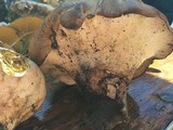 Polyporus radicatus image