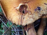 Gymnopilus magnus image