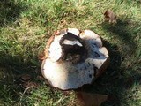Polyporus radicatus image